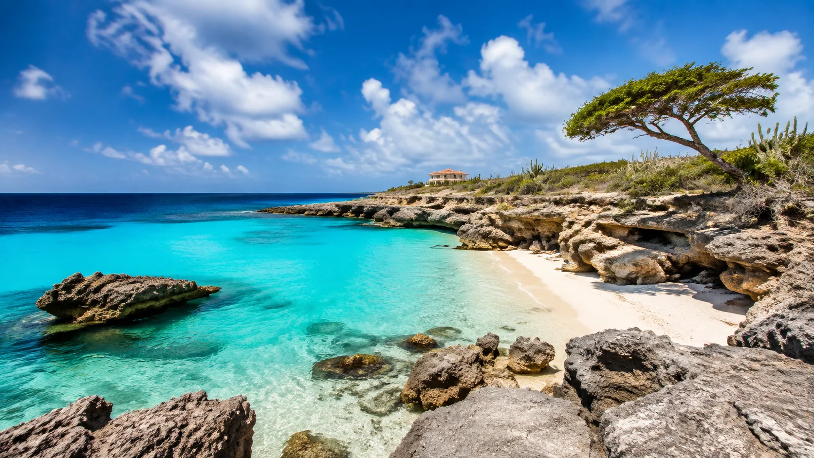 Clear turquoise cove and windswept divi-divi tree inspired by Aruba